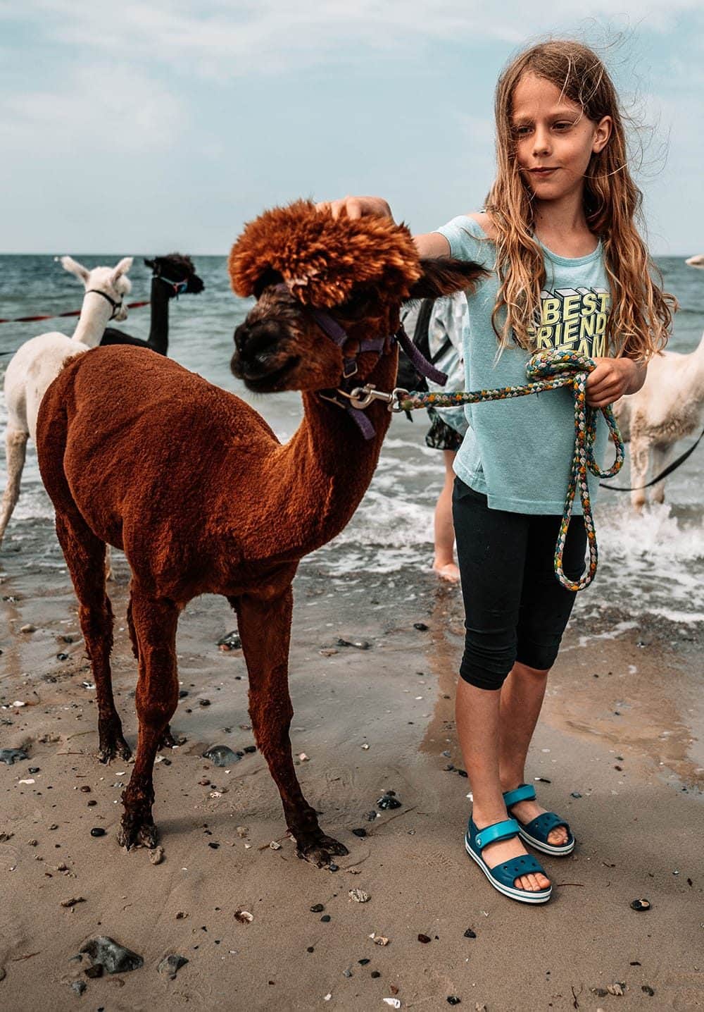 Meisje aait een alpaca op het natuurstrand tijdens een alpacawandeling