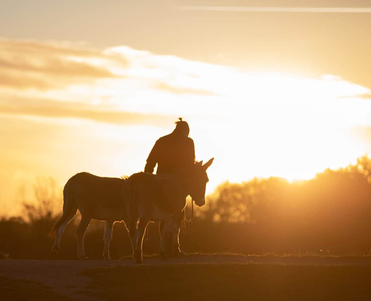 Deux ânes de la Sunset Farm en route vers le pré dans la lumière du soir