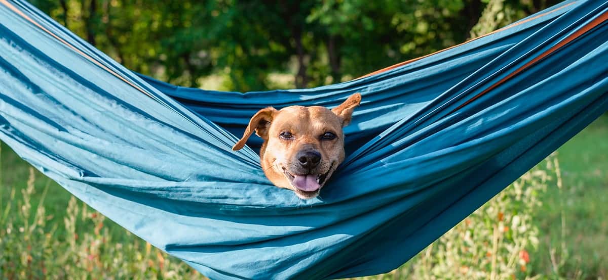 Hund liegt entspannt auf seiner Matte am Stellplatz