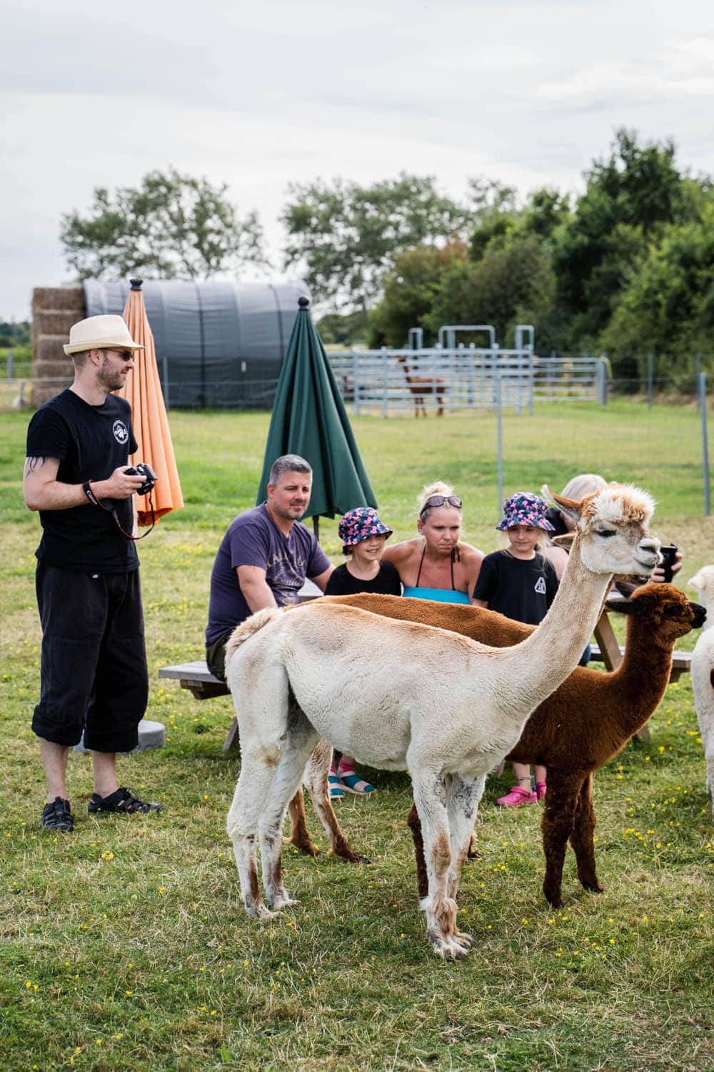 Alpakawanderung mit Kindern