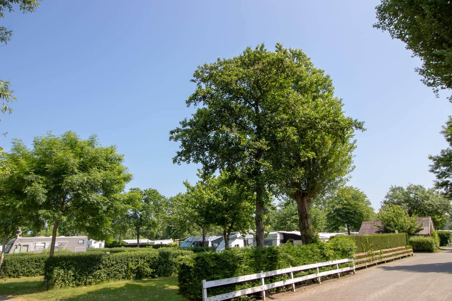 Baum und Weide am Rand des Campingplatzes