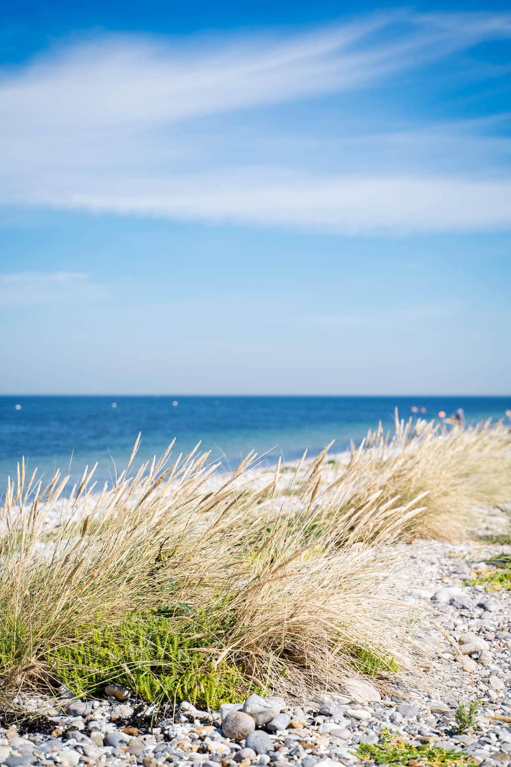 Dünengras am Strandaufgang