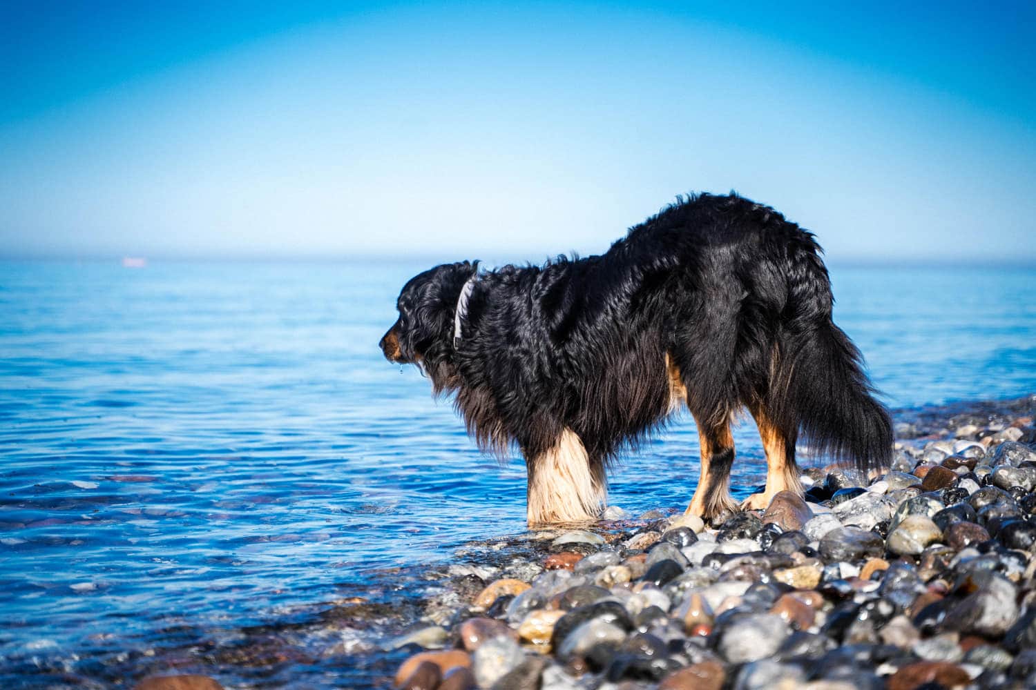 Hund am Hundestrand vor dem Platz