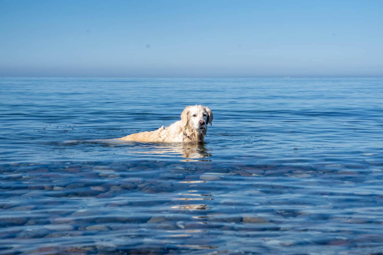 Hund im flachen Wasser der Ostsee