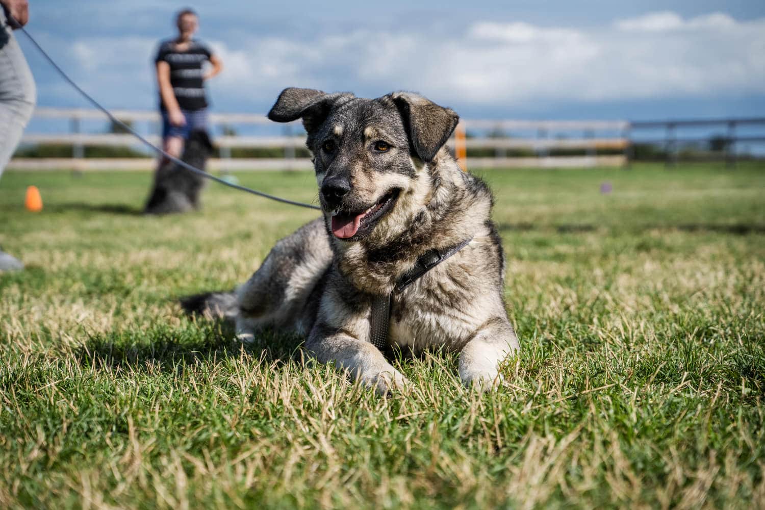 Hund liegt im Gras