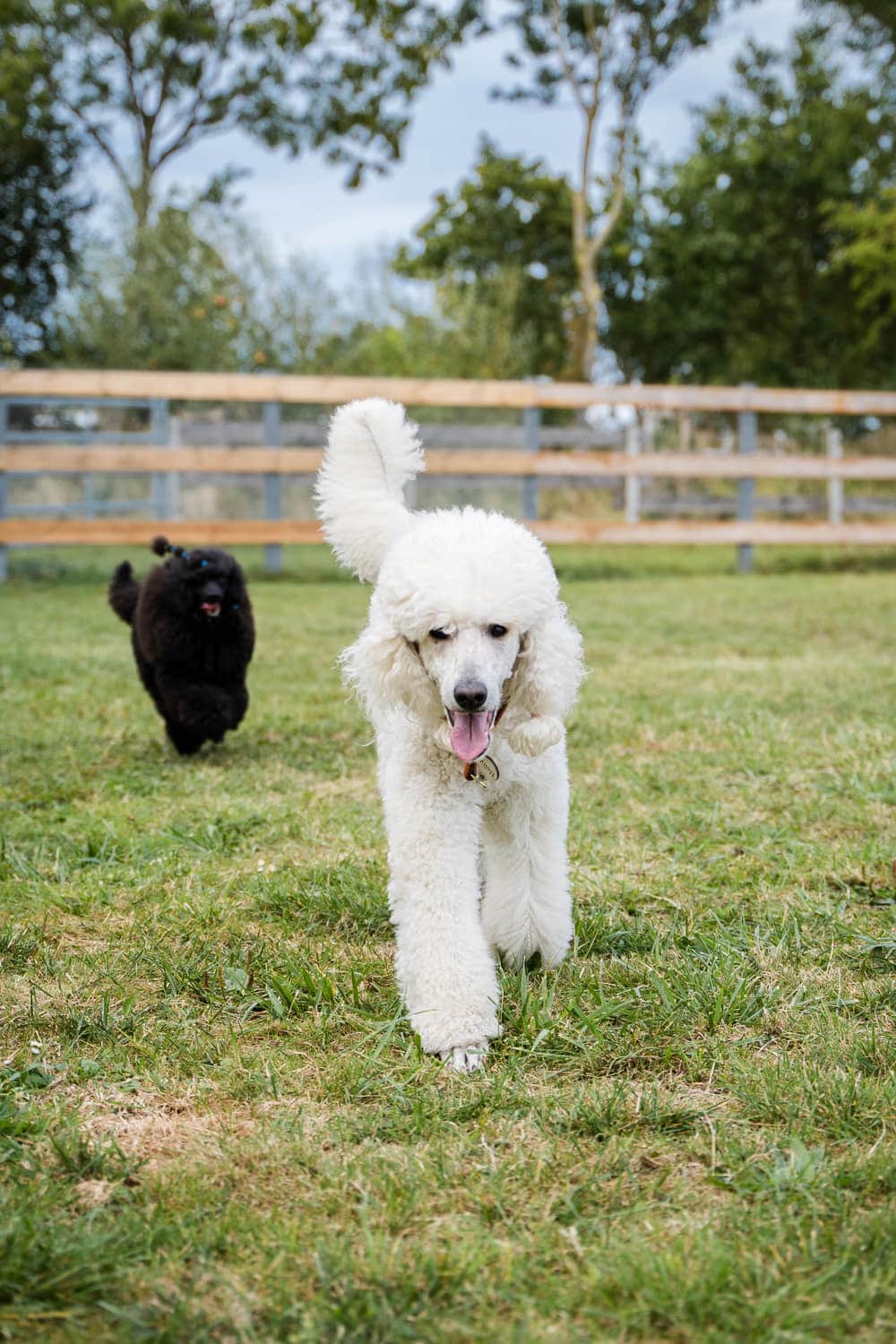 Hund rennt über den eingezäunten Hundeplatz