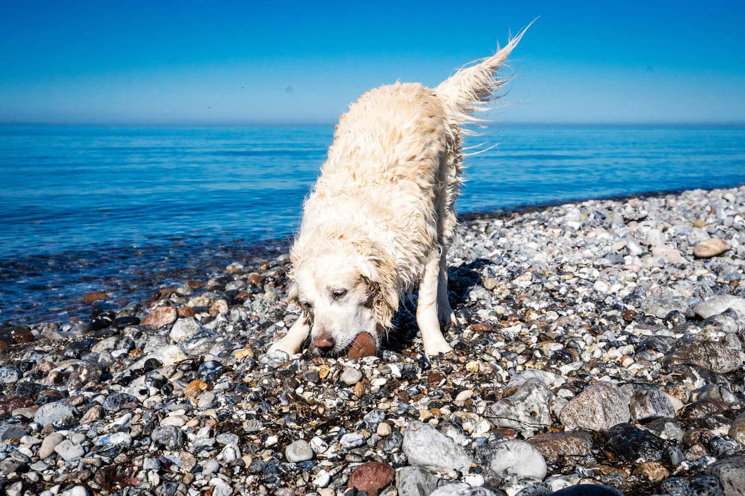 Hund schüttelt sich am Kiesstrand