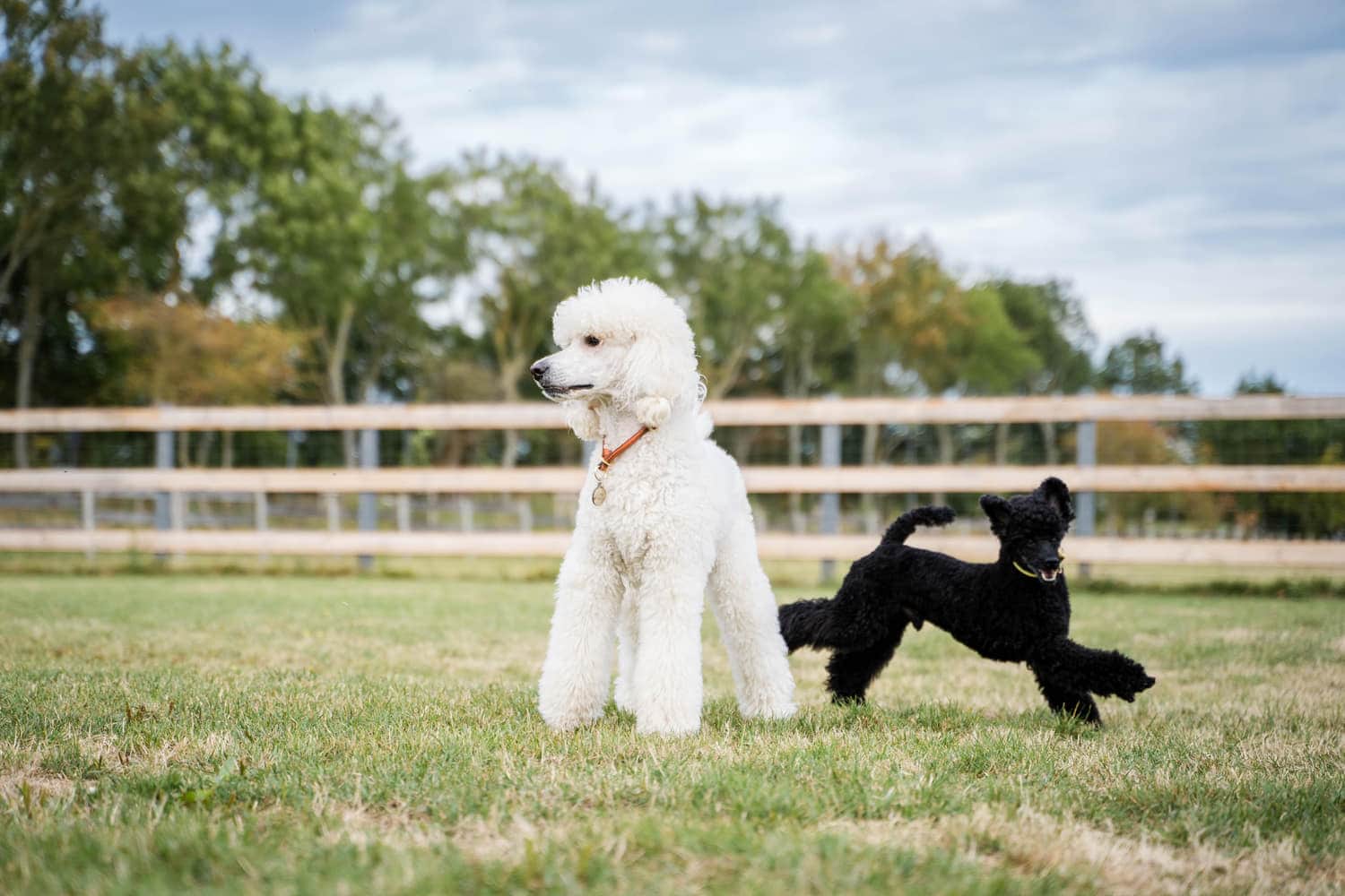Hunde auf der Freilauffläche