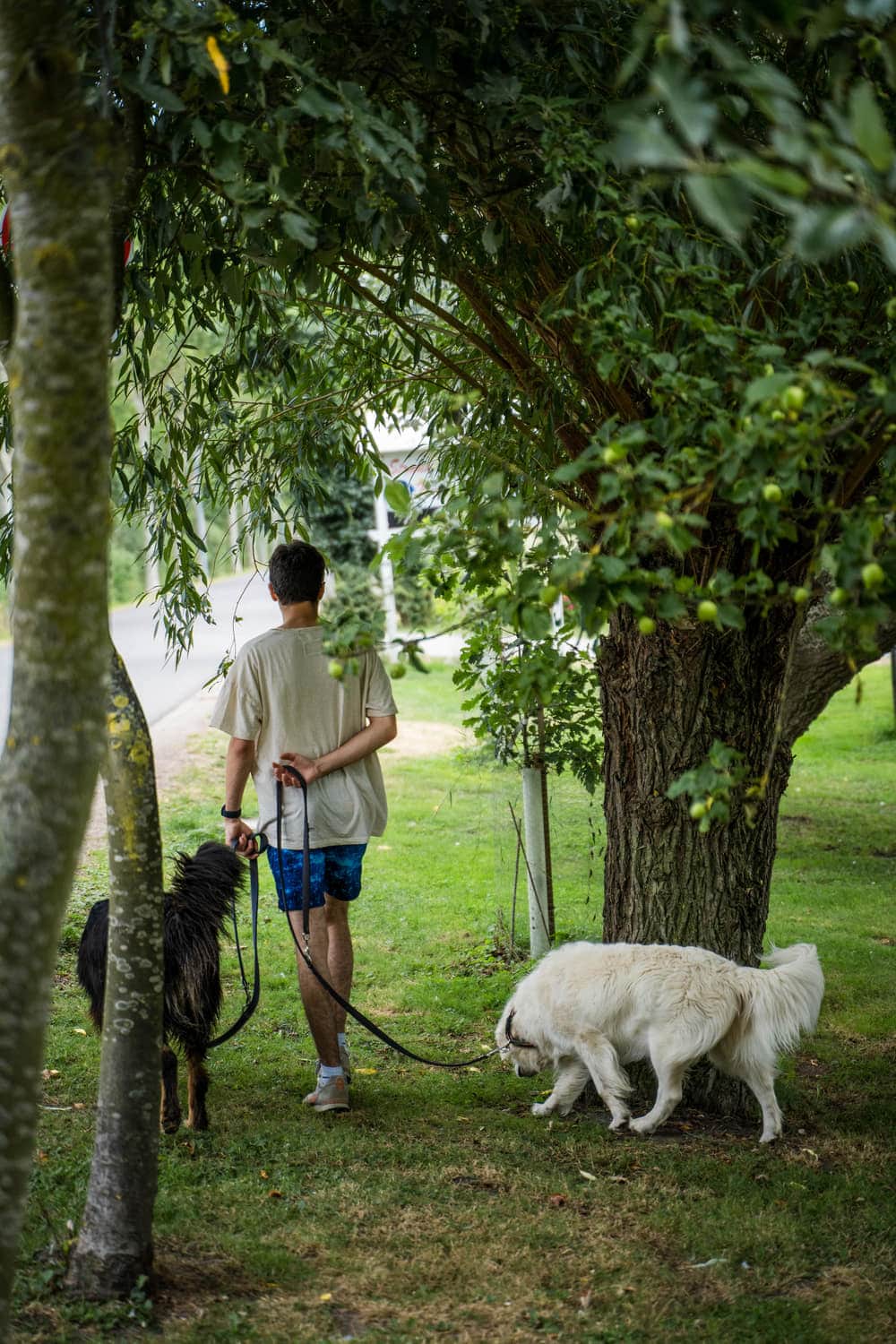 Hundegruppe mit ihren Menschen auf dem Platz
