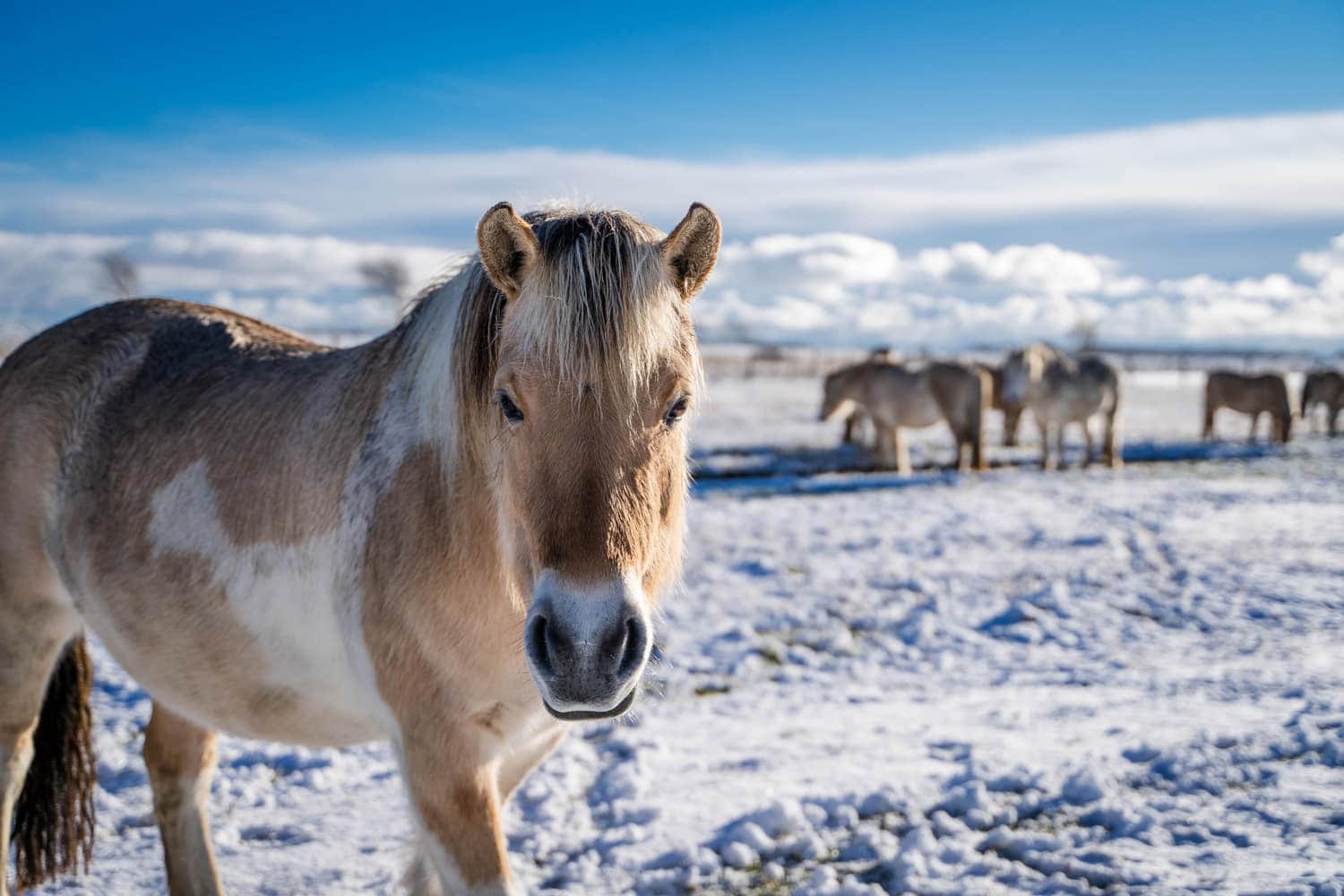 Pferd auf der verschneiten Koppel