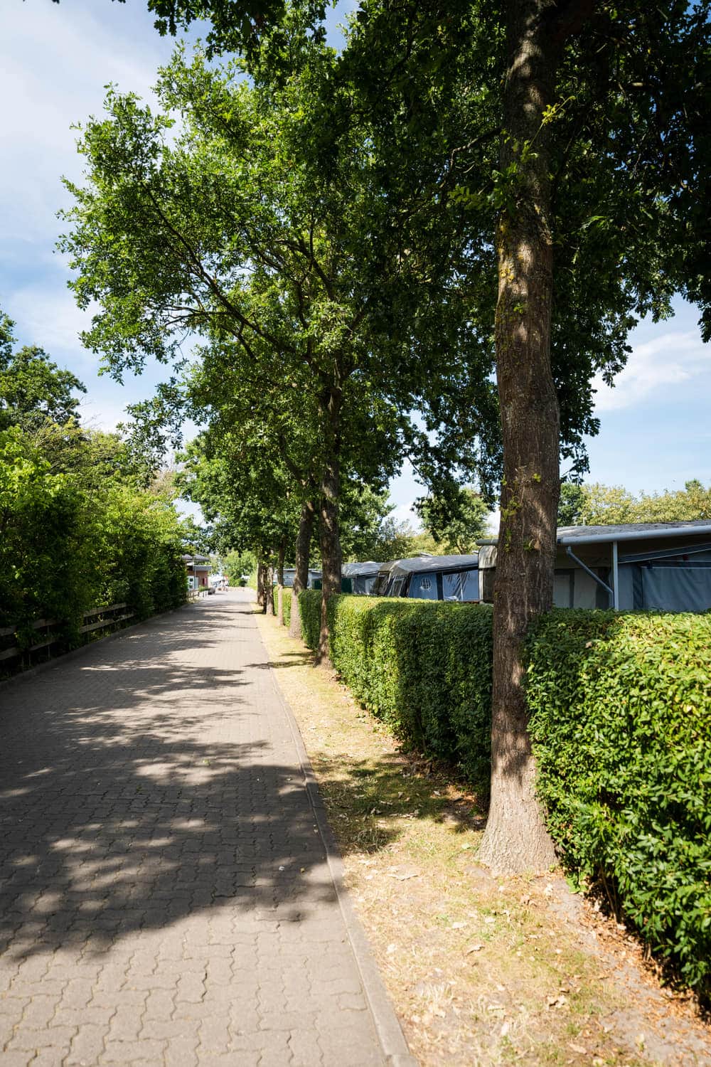 Schattige Allee zwischen den Heckenparzellen