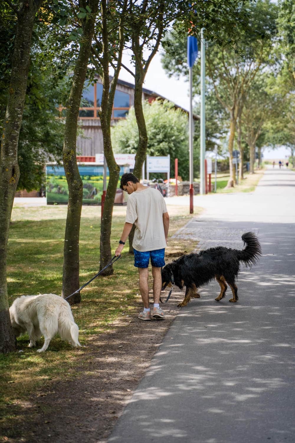 Spaziergang mit Hund auf dem Weg über den Platz