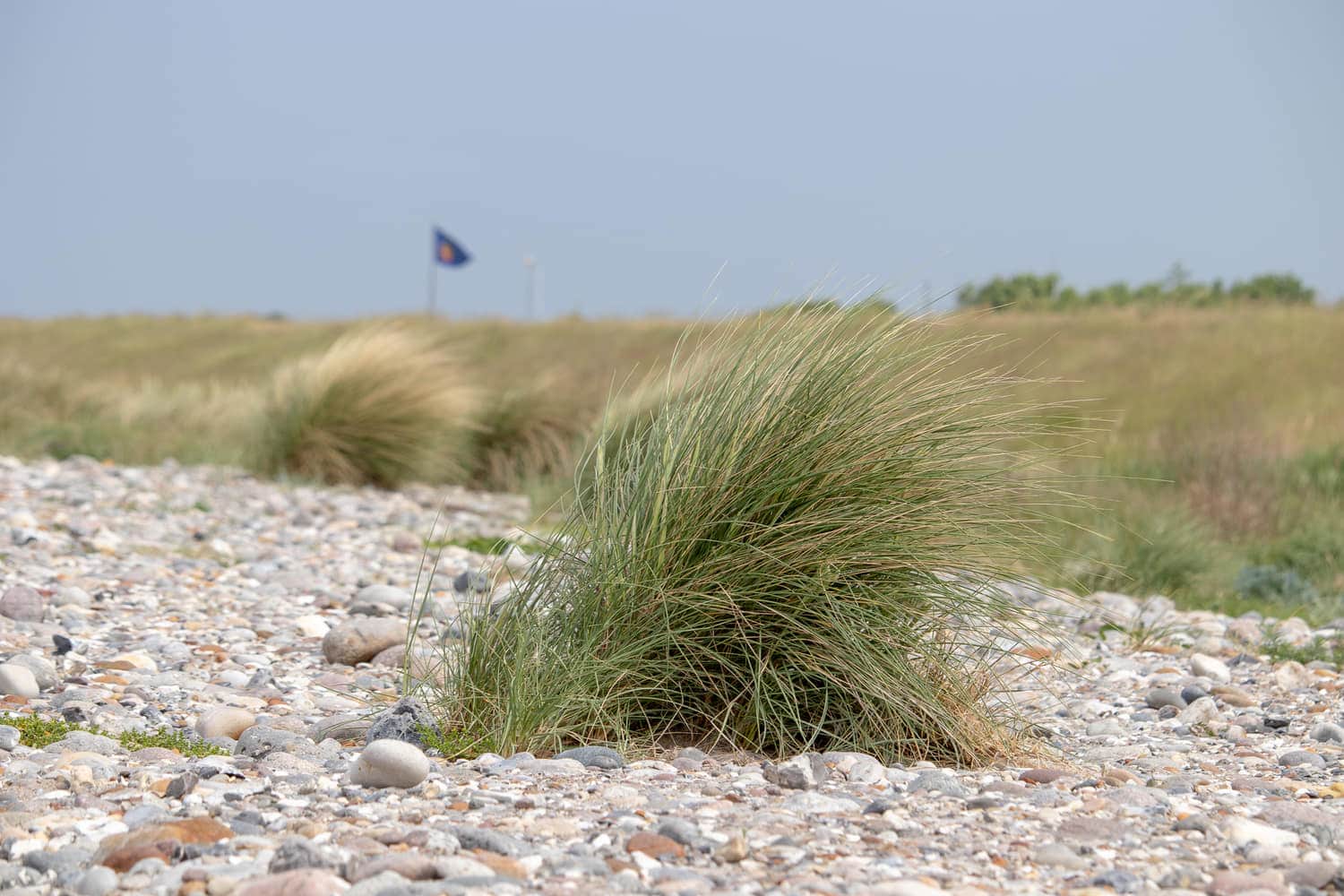 Strandhafer am Kiesstrand vor dem Platz