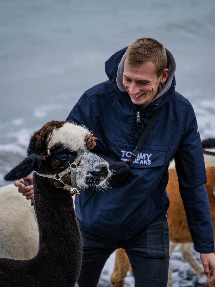 Gasten lachen tijdens een alpacawandeling
