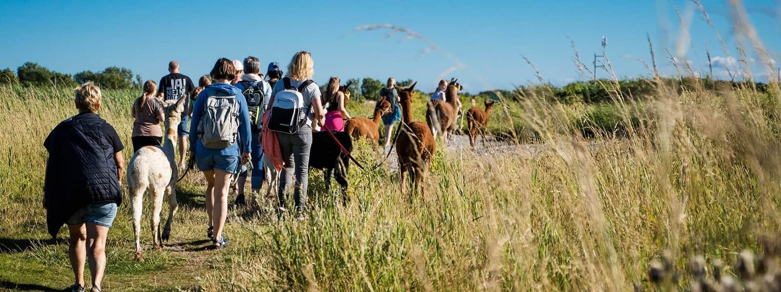 Groupe en balade avec des alpagas et des lamas à travers les prés salés