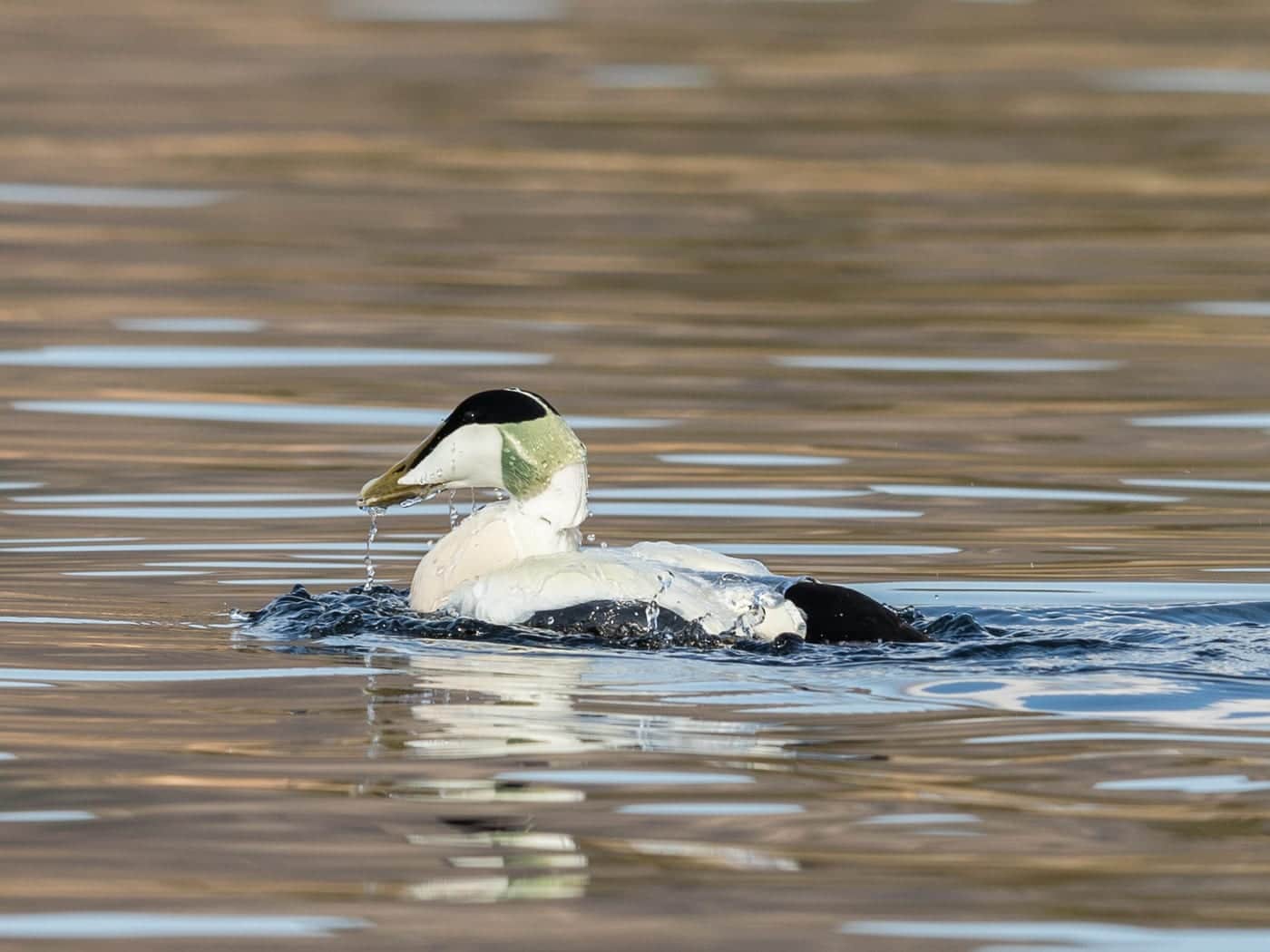 A male eider surfacing, water running off its bill
